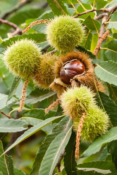 Sweet chestnuts husks and seeds — Stock Photo, Image