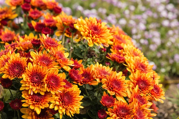 Orange Chrysanthemenblüten — Stockfoto