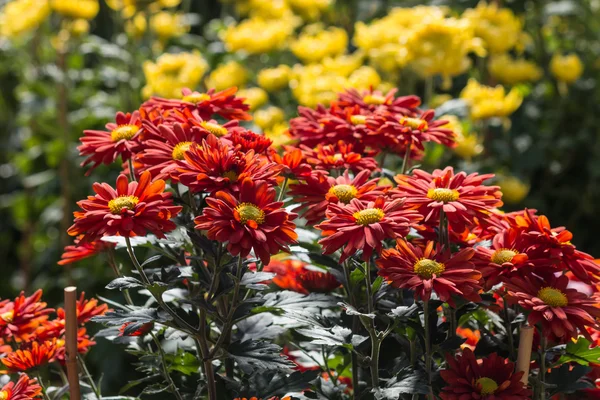 Crisantemos rojos y amarillos — Foto de Stock