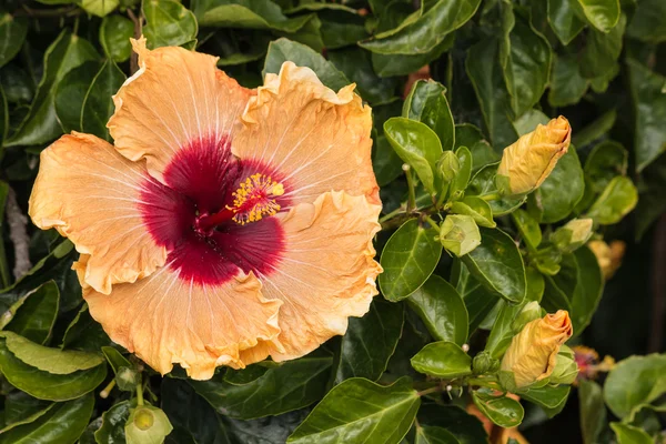 Cabeça de flor de hibisco laranja e botões — Fotografia de Stock
