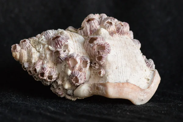 Concha de gastrópode coberta por cracas — Fotografia de Stock
