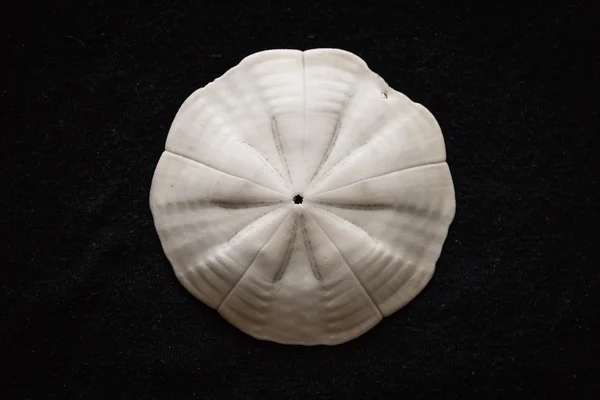 Sand dollar shell against black background — Stock Photo, Image