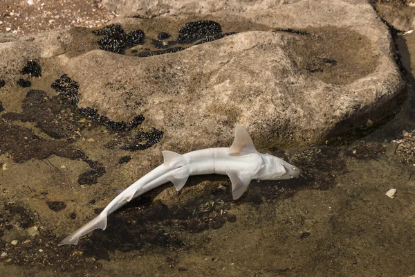 ロックプールで赤ちゃんのサメ — ストック写真
