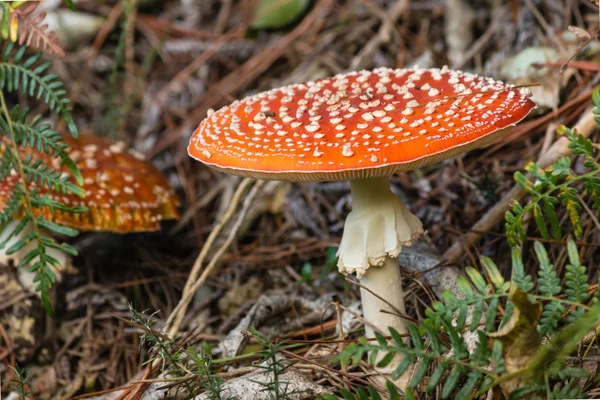 Champiñones agáricos de mosca madura — Foto de Stock