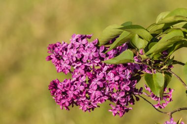 Mor Lila çiçek çiçeklenme