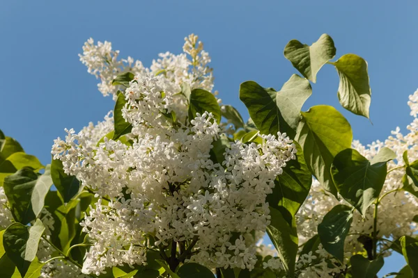 Witte lila bloemen tegen blauwe hemel — Stockfoto