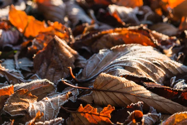 Leaves covered in frost — Stock Photo, Image