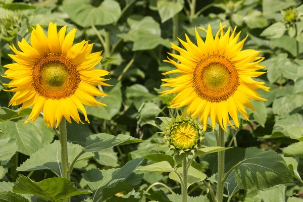 Girasoles en flor — Foto de Stock