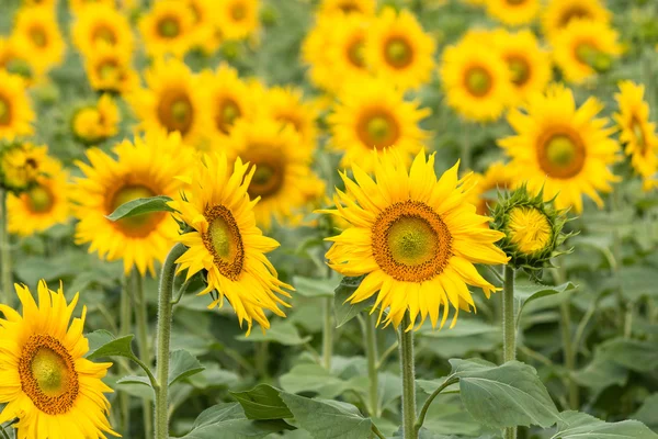 Campo de girasoles — Foto de Stock