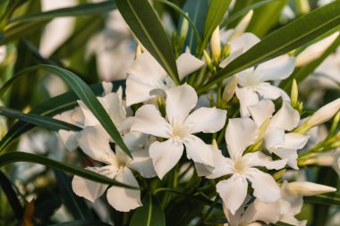 Beyaz zakkum çiçekleri çiçek