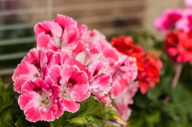 Bloom çok renkli sardunyalar