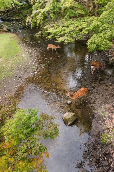 Hirsche trinken Wasser aus Bach — Stockfoto