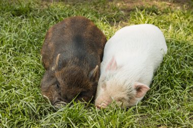 two miniature piglets sleeping in grass clipart