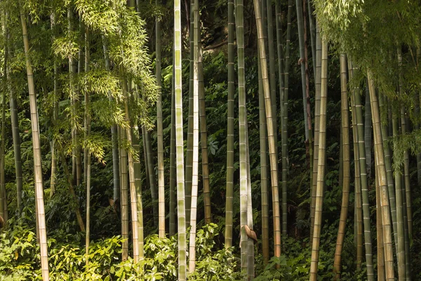 Giant bamboo stems — Stock Photo, Image