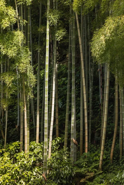 Bamboo forest — Stock Photo, Image