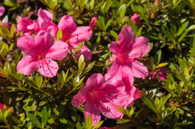 pembe açelya çiçekleri