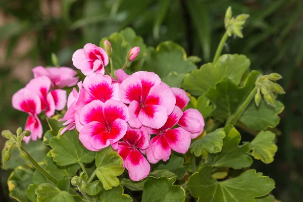 Flores de gerânio rosa — Fotografia de Stock