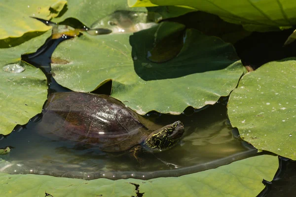 Schildpad zonnebaden op water lily verlaat — Stockfoto