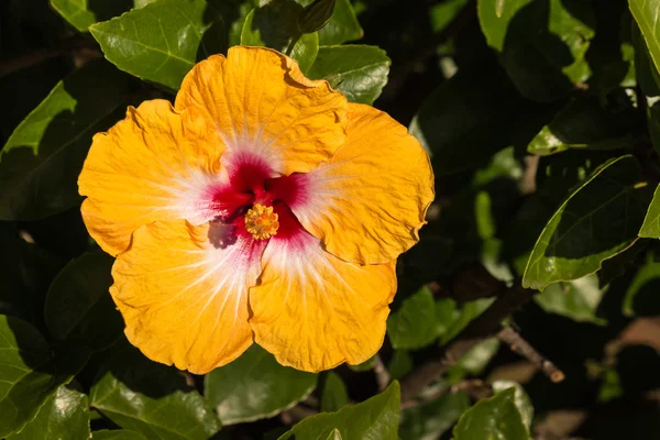 Flor de hibisco amarillo — Foto de Stock