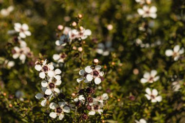Manuka çiçek çiçeklenme