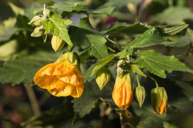 sarı abutilon çiçek