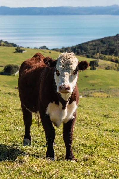 Jeune taureau Hereford debout sur la prairie — Photo