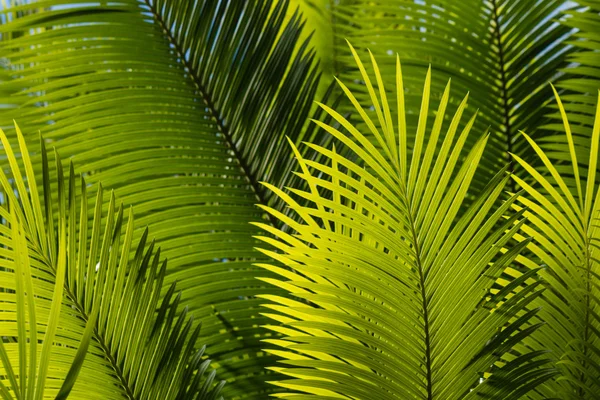 Fresh palm tree leaves — Stock Photo, Image