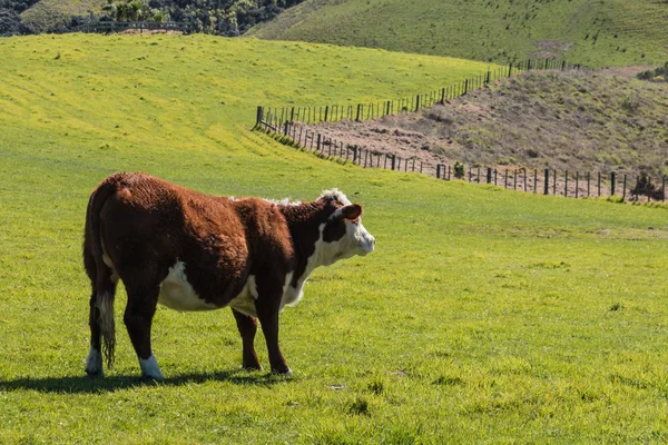 Brown cow standing in paddock Stock Photo