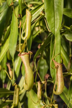 etçil bitki çiçek