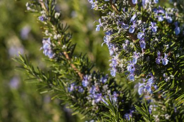 rosemary flowers in bloom clipart