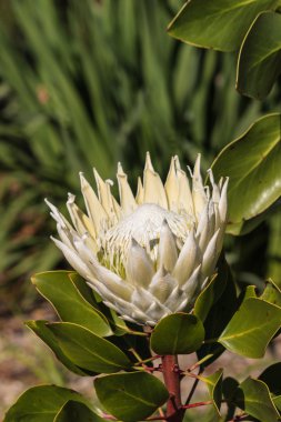 Beyaz protea çiçek closeup
