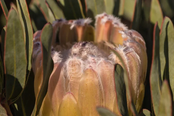 Close-up de flor de protea rosa — Fotografia de Stock