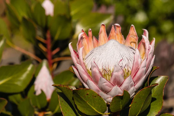 Flor y brotes de protea tipo —  Fotos de Stock