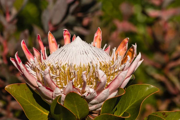 Großaufnahme von Königsprotea-Blütenkopf in Blüte — Stockfoto