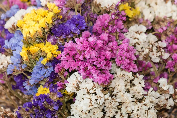 Close up van gedroogde limonium bloemen — Stockfoto