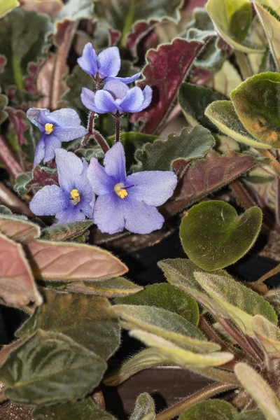 Niebieski Saintpaulia kwiaty i liście — Zdjęcie stockowe