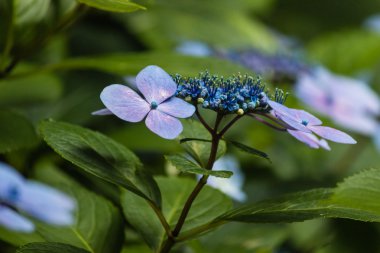blue hortensia flowers clipart