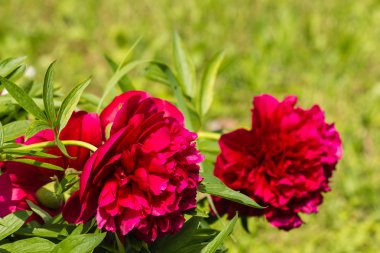 Kırmızı peonies