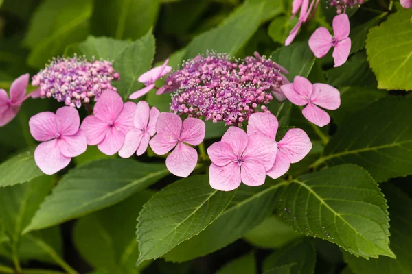 Flores de hortensias rosadas — Foto de Stock