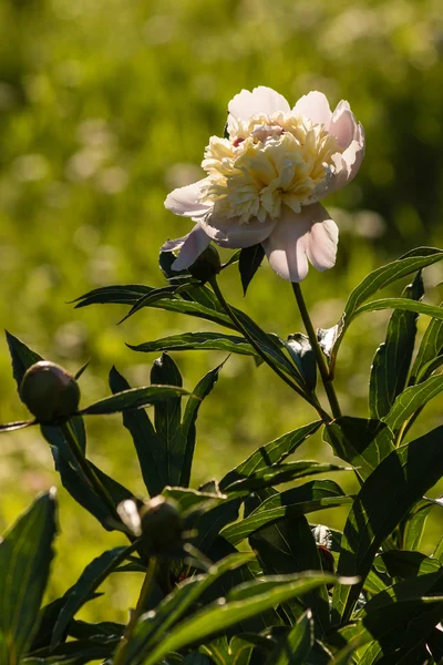 Beyaz Şakayık Çiçeği ve tomurcukları