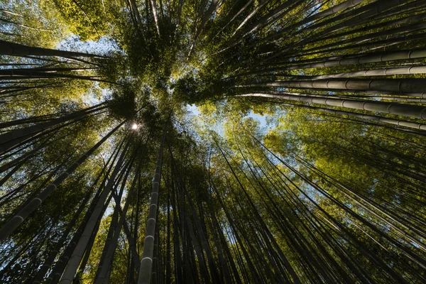 Bambus olbrzymi rośnie w lesie — Zdjęcie stockowe
