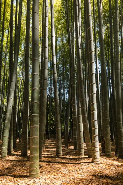 Giant bamboo forest — Stock Photo, Image