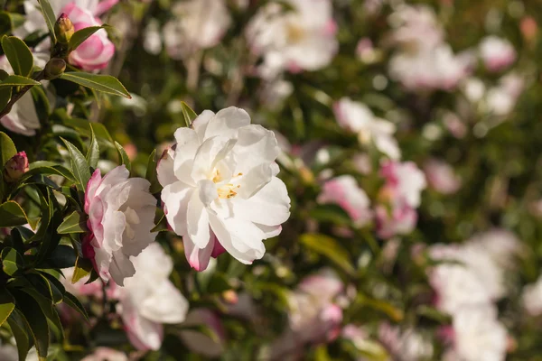 Arbusto de camelia rosa en flor — Foto de Stock