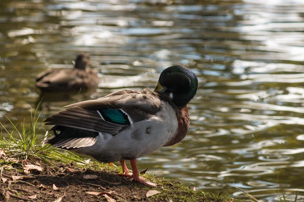 Aseo mallard macho — Foto de Stock