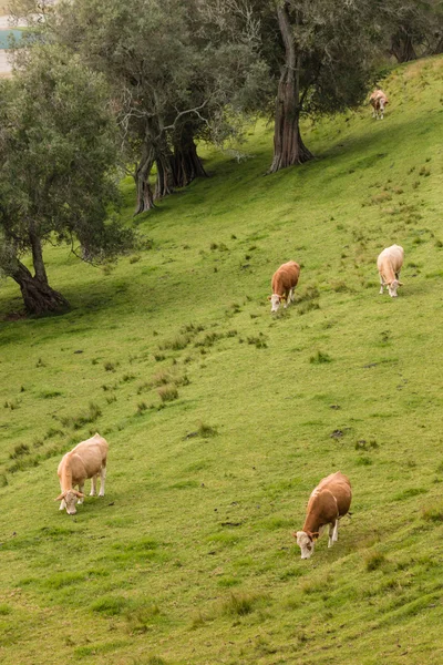 Aerial view of grazing cows — Stock Photo, Image