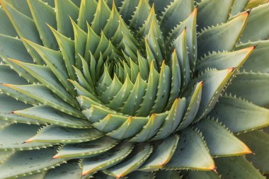 cacti leaves spiral clipart