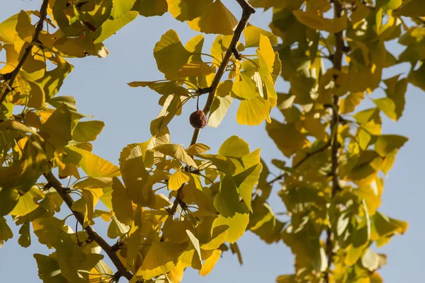 Ginkgo biloba hojas en otoño —  Fotos de Stock