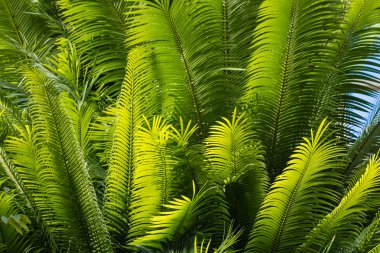 Mavi gökyüzü karşı taze hurma yaprakları