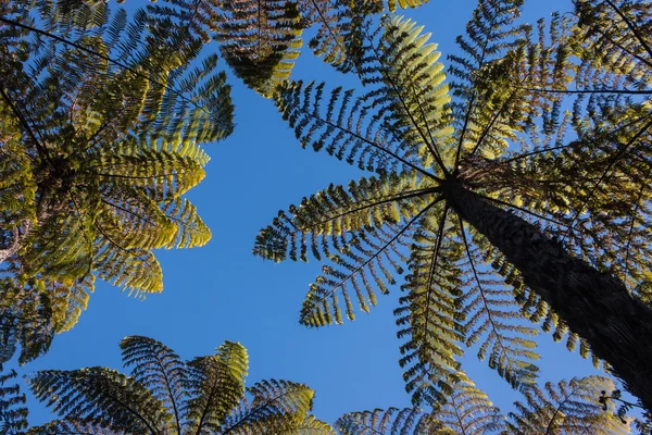 Fougères des arbres contre ciel bleu — Photo