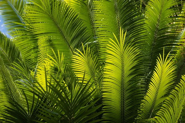 Frondes de palmiers ensoleillées — Photo